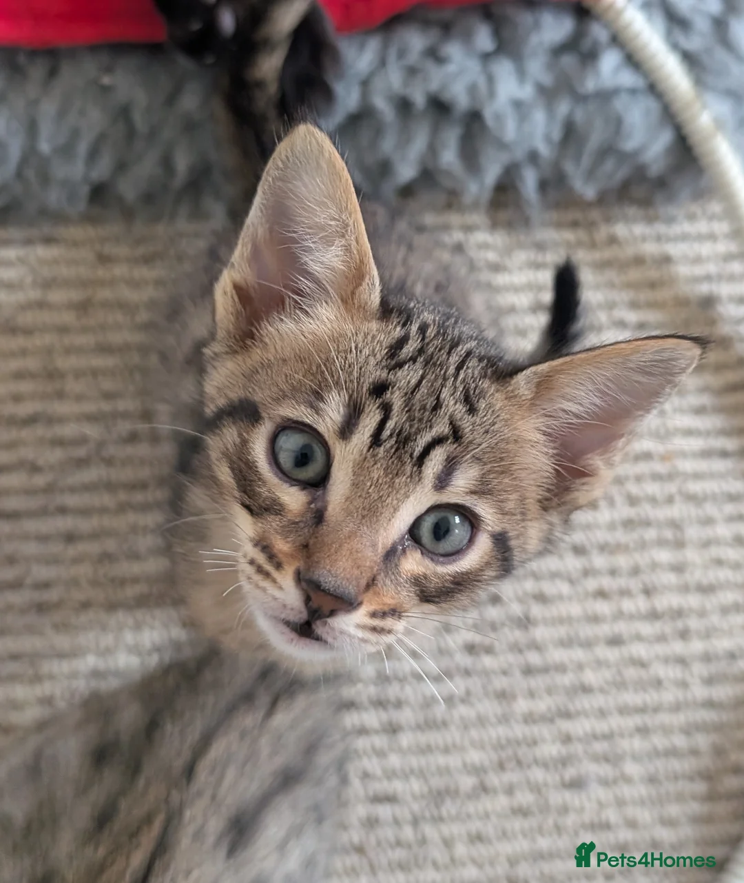 Savannah cats for sale: Stunning, affectionate, TICA f5sbt Savannahs - Advert 32