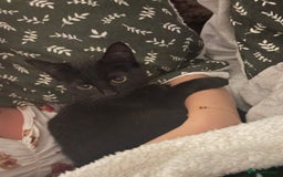 Mixed Breed cats for sale: Mother & 2 kittens  - Image 7