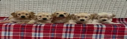Golden Retriever dogs for sale: GORGEOUS GOLDEN RETRIEVER PUPPIES  in Carmarthen - Advert 15