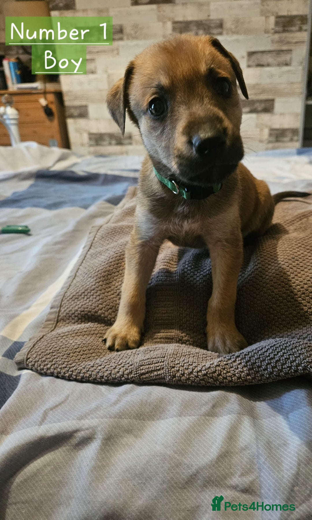 Mixed Breed dogs for sale: BEAUTIFUL LURCHER PUPPIES - Image 7