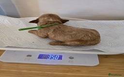 Cockapoo dogs for sale: American cockerpoo licensed Breeder health tested  - Image 17