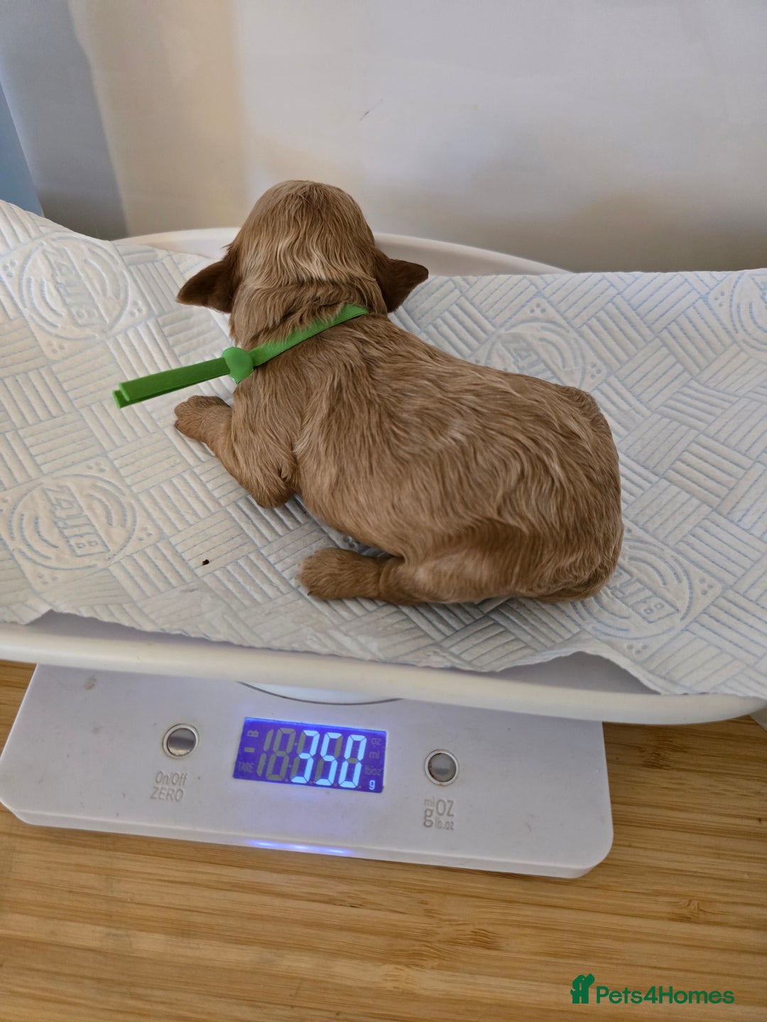 Cockapoo dogs for sale: American cockerpoo licensed Breeder health tested  - Image 17