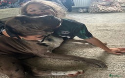 Mixed Breed dogs for sale: Maeve! 3 year old Mastiff - Image 4