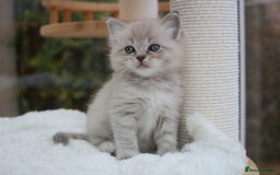 Ragdoll cats for sale: TICA Blue Bicolour Ragdoll Mink Cherubim Kittens  - Image 5