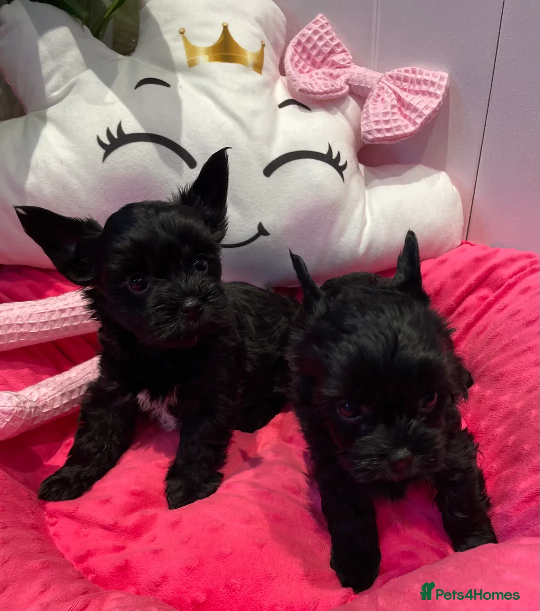 Yorkshire Terrier dogs for sale: pedigree yorkshire terrier ‼️‼️ - Advert 5