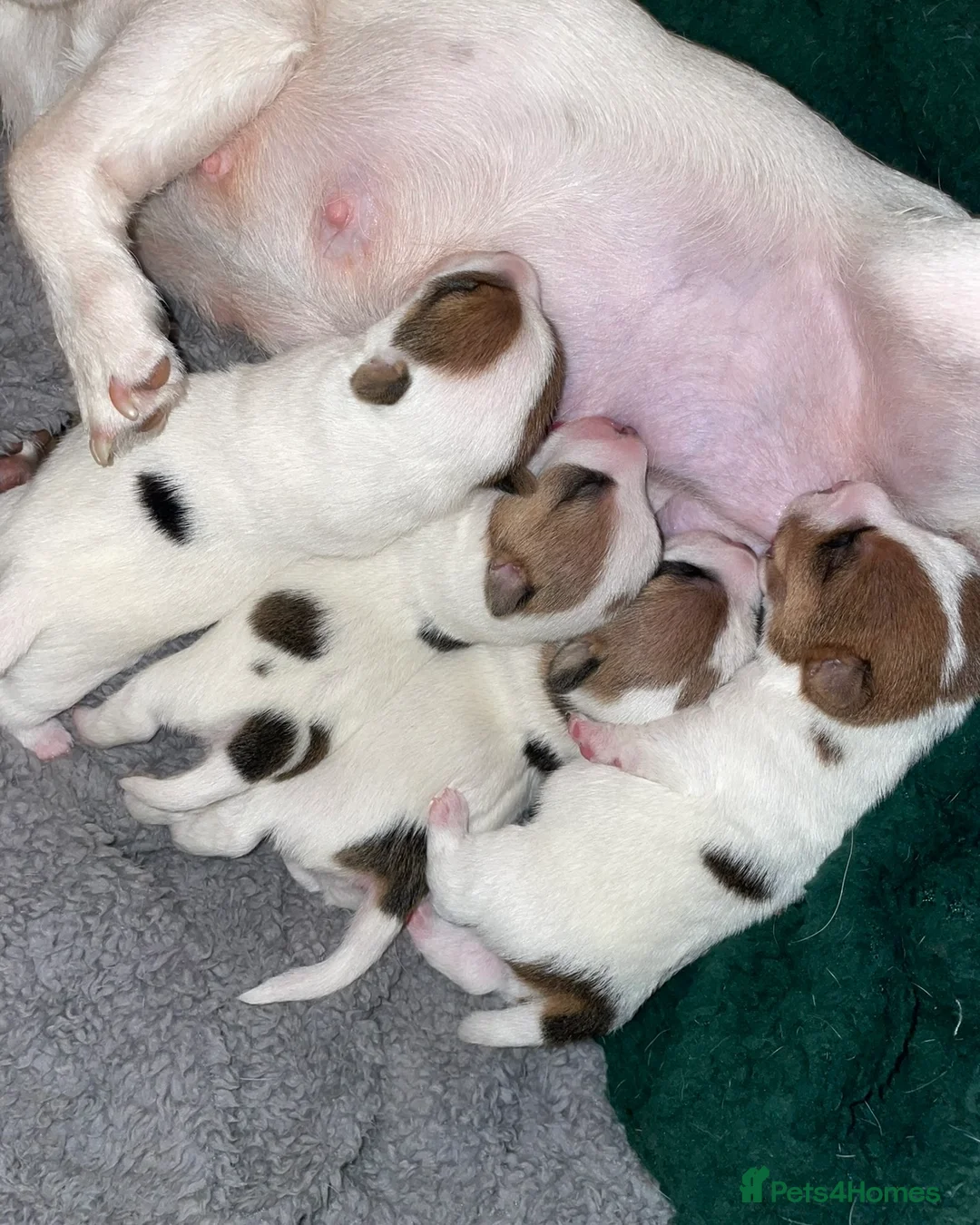 Jack Russell dogs for sale: Jack Russel pups - Advert 6