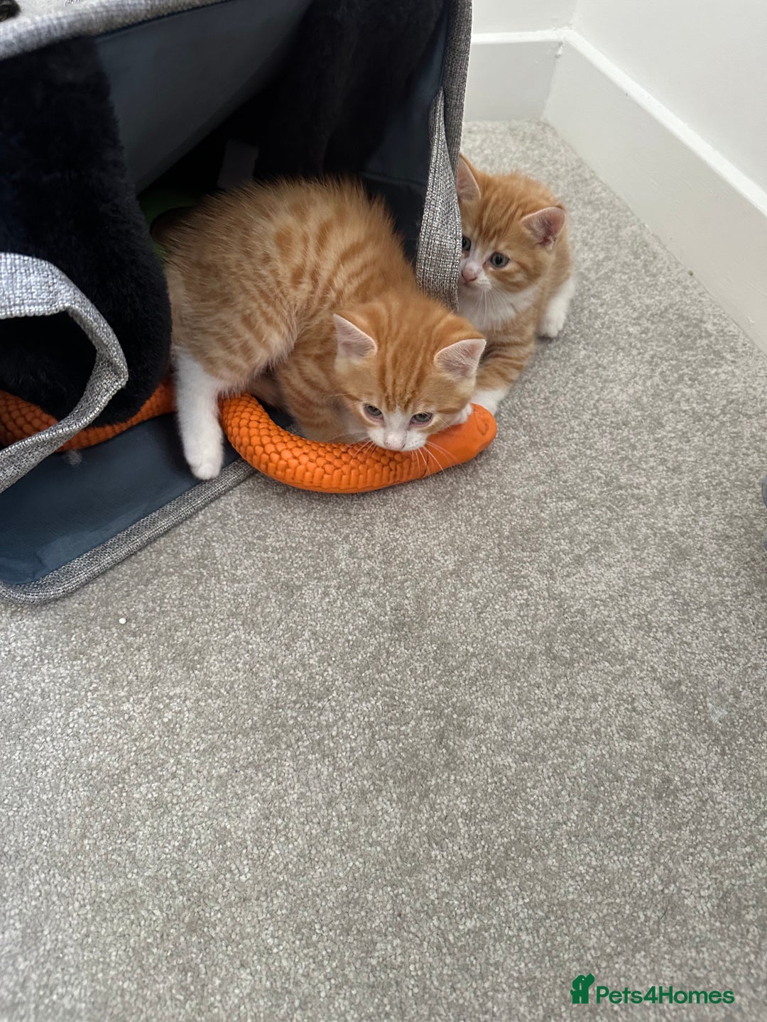 Mixed Breed cats for sale: 1 kitten is reserved only 1 left !!!! £200 - Image 9