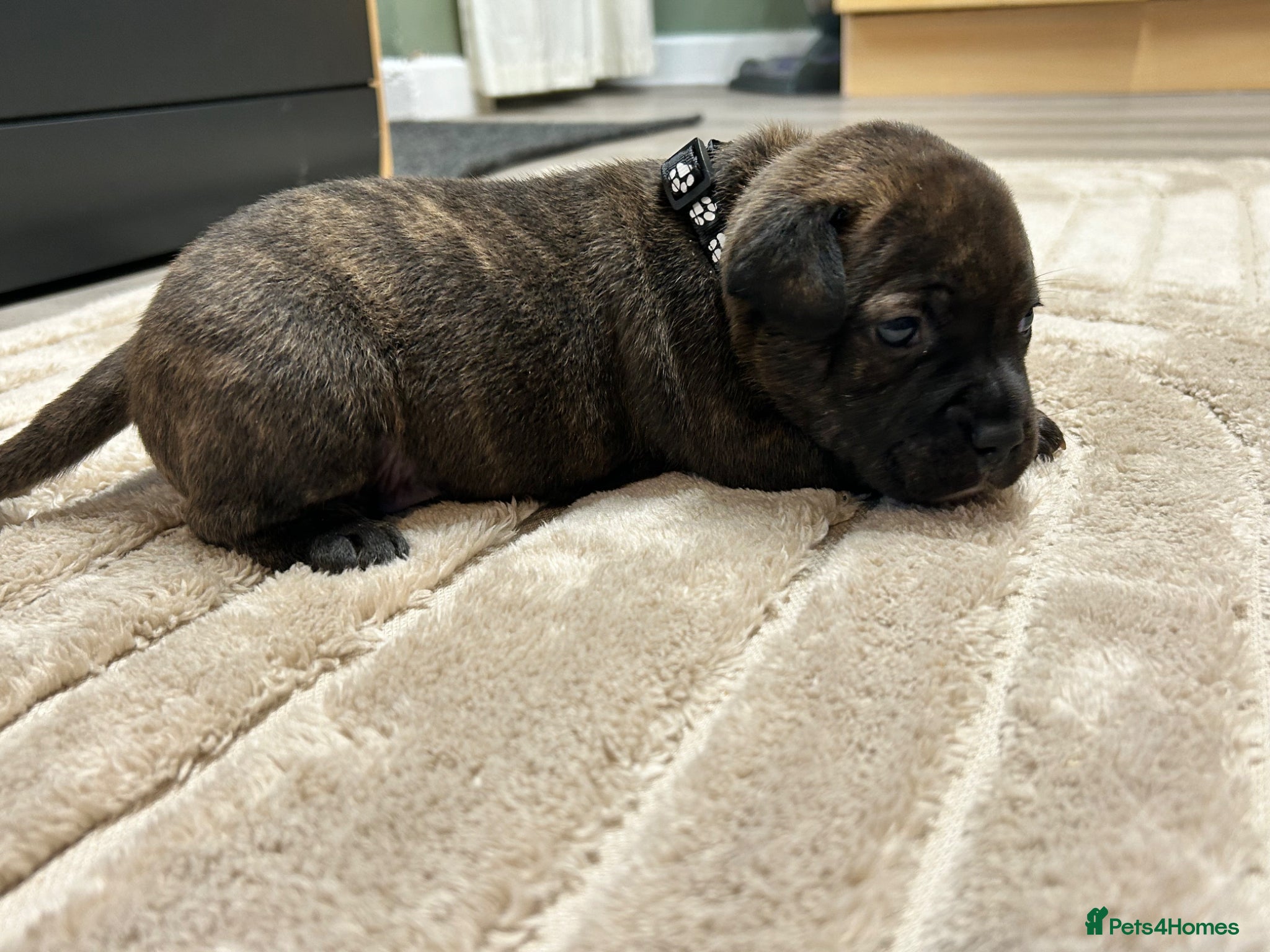 Staffordshire Bull Terrier dogs Staffordshire bull terrier puppies  - Advert 9
