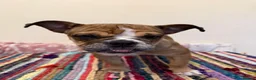 English Bulldog dogs for sale: Female English bulldog puppy  - Advert 10