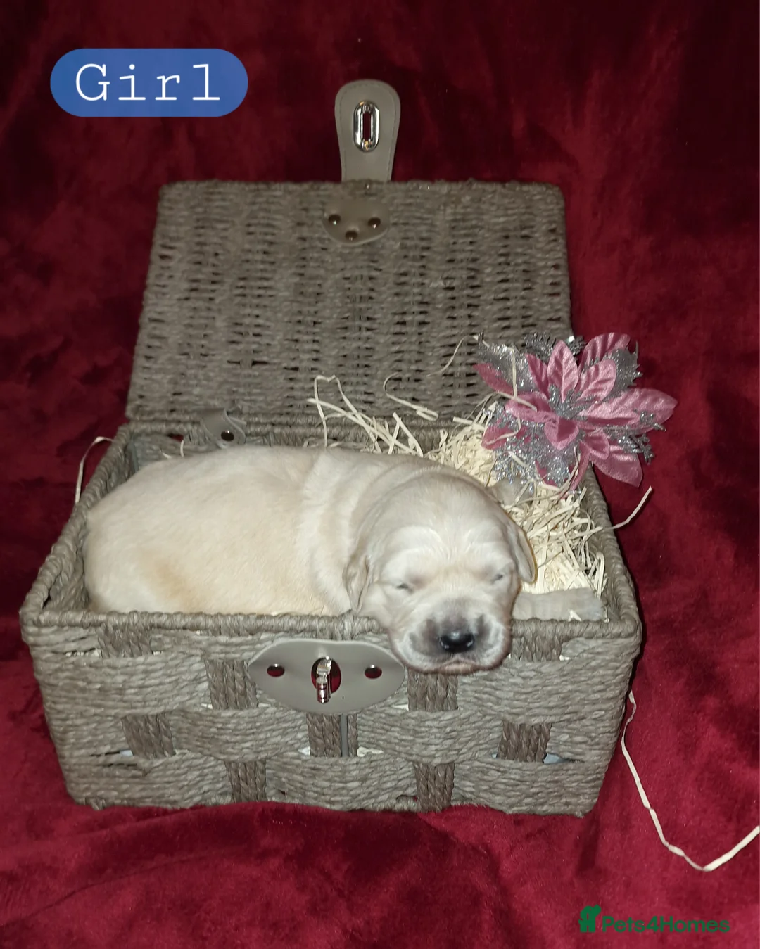 Golden Retriever dogs for sale: KC ADDORABLE CUTE GOLDEN RETRIEVER PUPPIES - Advert 17