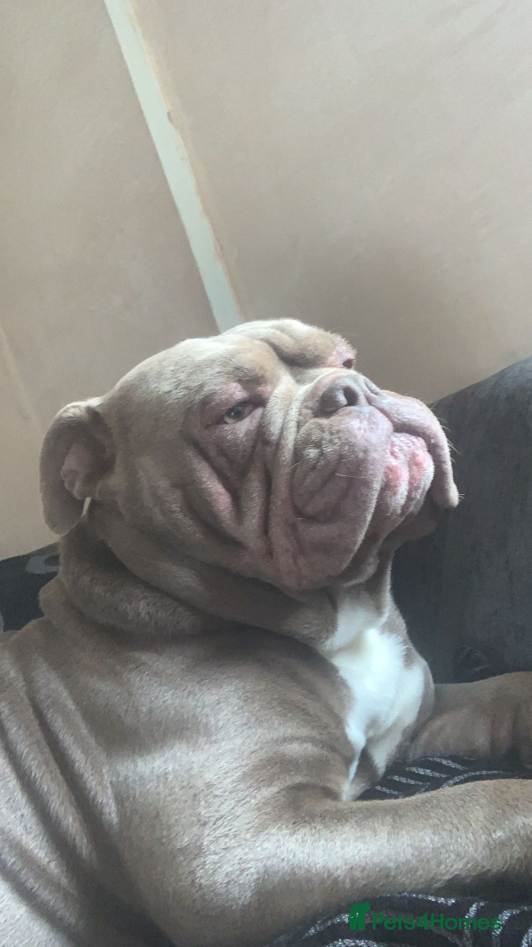 Olde English Bulldogge dogs for stud: Lilac old english bulldogge  in Workington - Advert 4