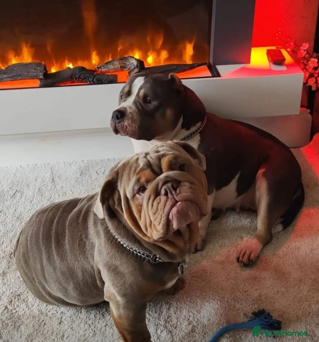 English Bulldog dogs for stud: English bulldog for stud - Advert 2