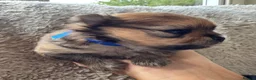 Pomeranian dogs for sale: Orange sable teddy bear type Pomeranians  - Advert 17