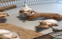 Cockapoo dogs for sale: Cockapoo F1B - Image 17