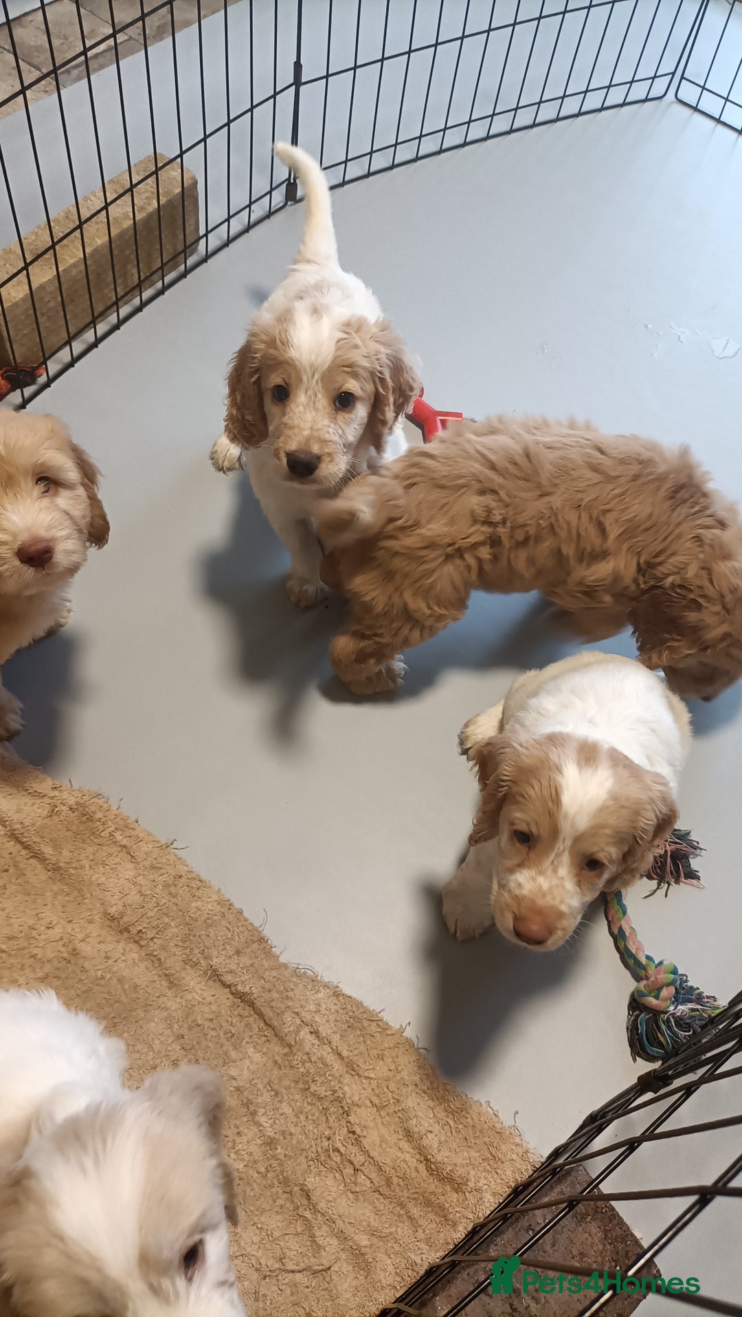 Cockapoo dogs for sale: Cockapoo F1B - Image 17