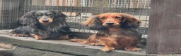 Dachshund dogs for sale: KC Standard Long Haired Dachshund Puppies - Advert 12