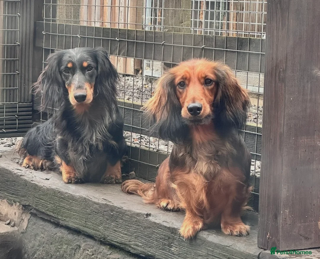 Dachshund dogs for sale: KC Standard Long Haired Dachshund Puppies - Advert 12