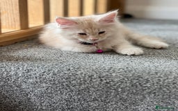 Maine Coon cats for sale: MANE COON KITTENS READY NOW - Image 2
