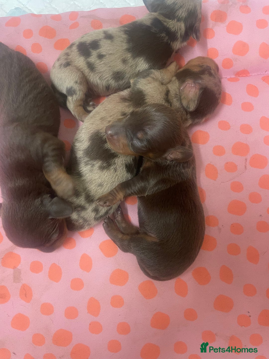 Miniature Dachshund dogs for sale: 1 Boy & 1 Girl Tan Pedigree Miniature Puppies - Image 15