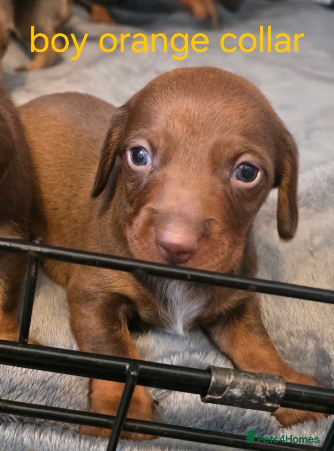 Dachshund dogs for sale: Dachshund  - Advert 29