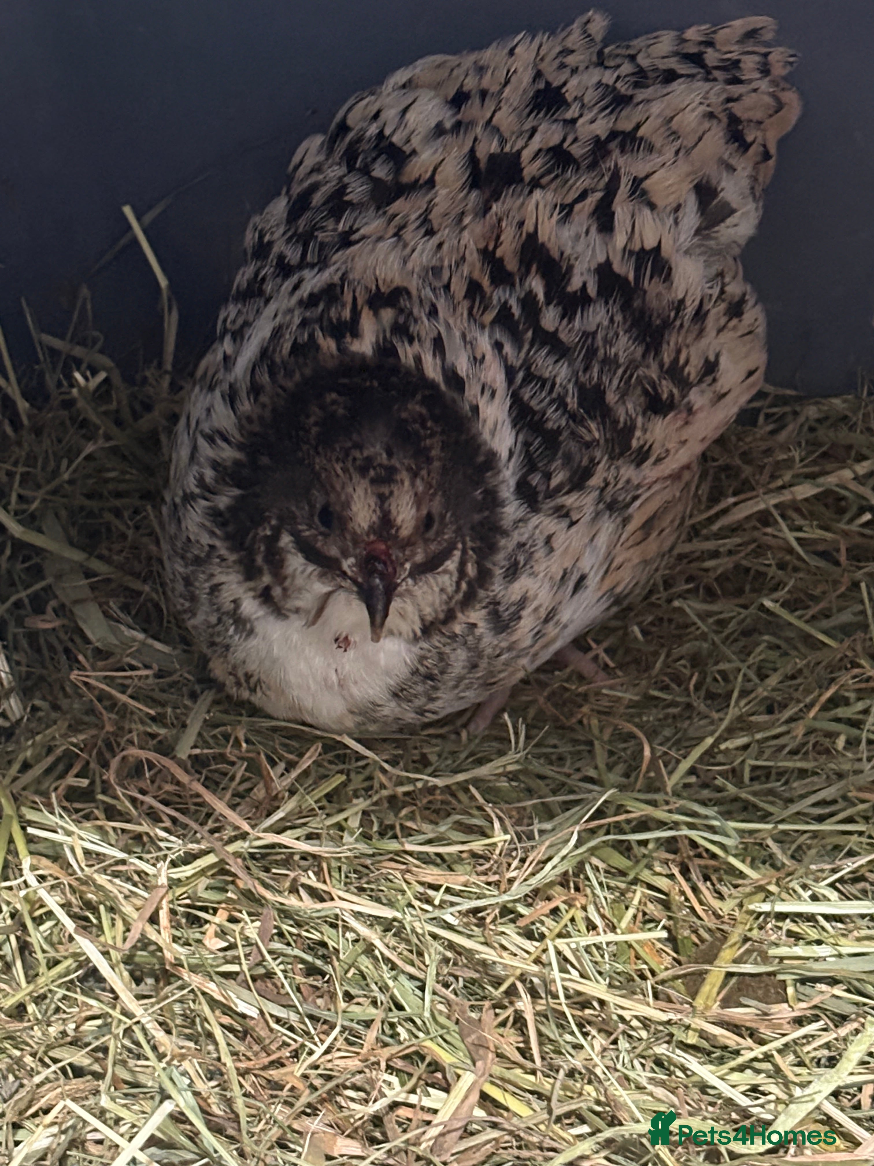 Quail poultry Female quail  - Advert 1