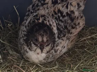 Quail poultry Female quail - Advert 8