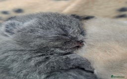 British Shorthair cats for sale: Excellent Quality BSH kittens for Reservation - Image 22