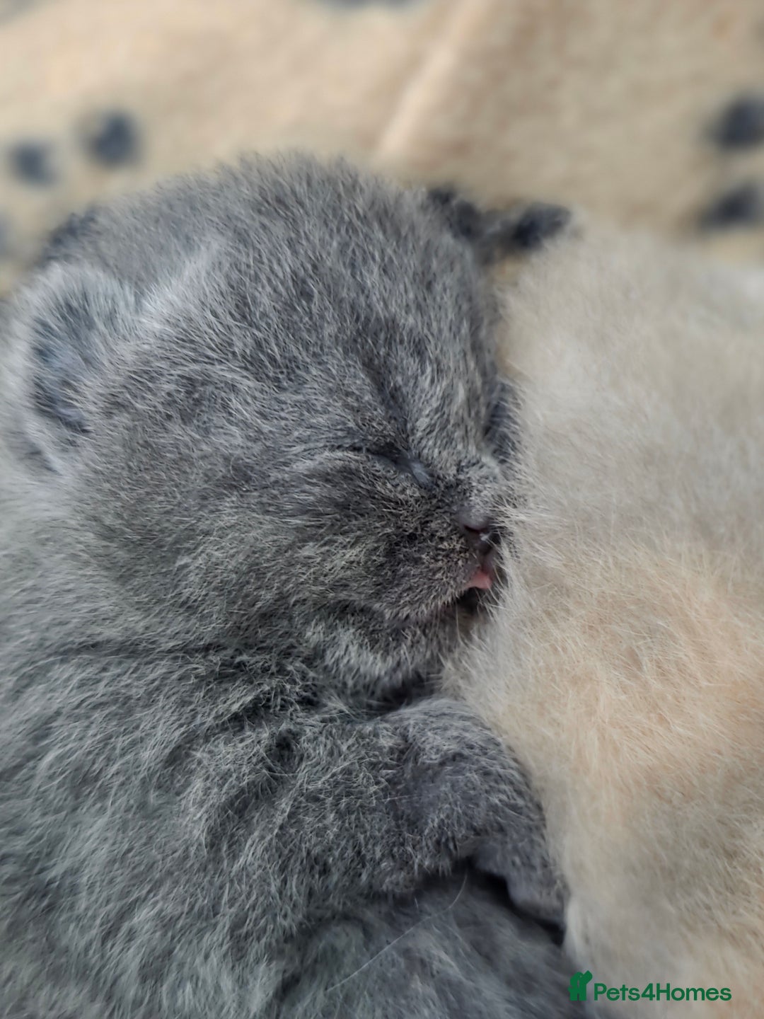 British Shorthair cats for sale: Excellent Quality BSH kittens for Reservation - Image 22