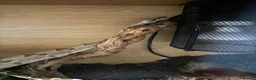 Boa Snake reptiles for sale: Boa constrictor  - Advert 5