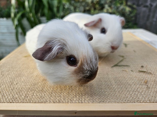 Guinea Pig rodents Bonded pairs of baby male guinea pigs - Advert 8