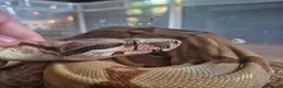 Boa Snake reptiles for sale: Juvenile boa constrictor  - Advert 1