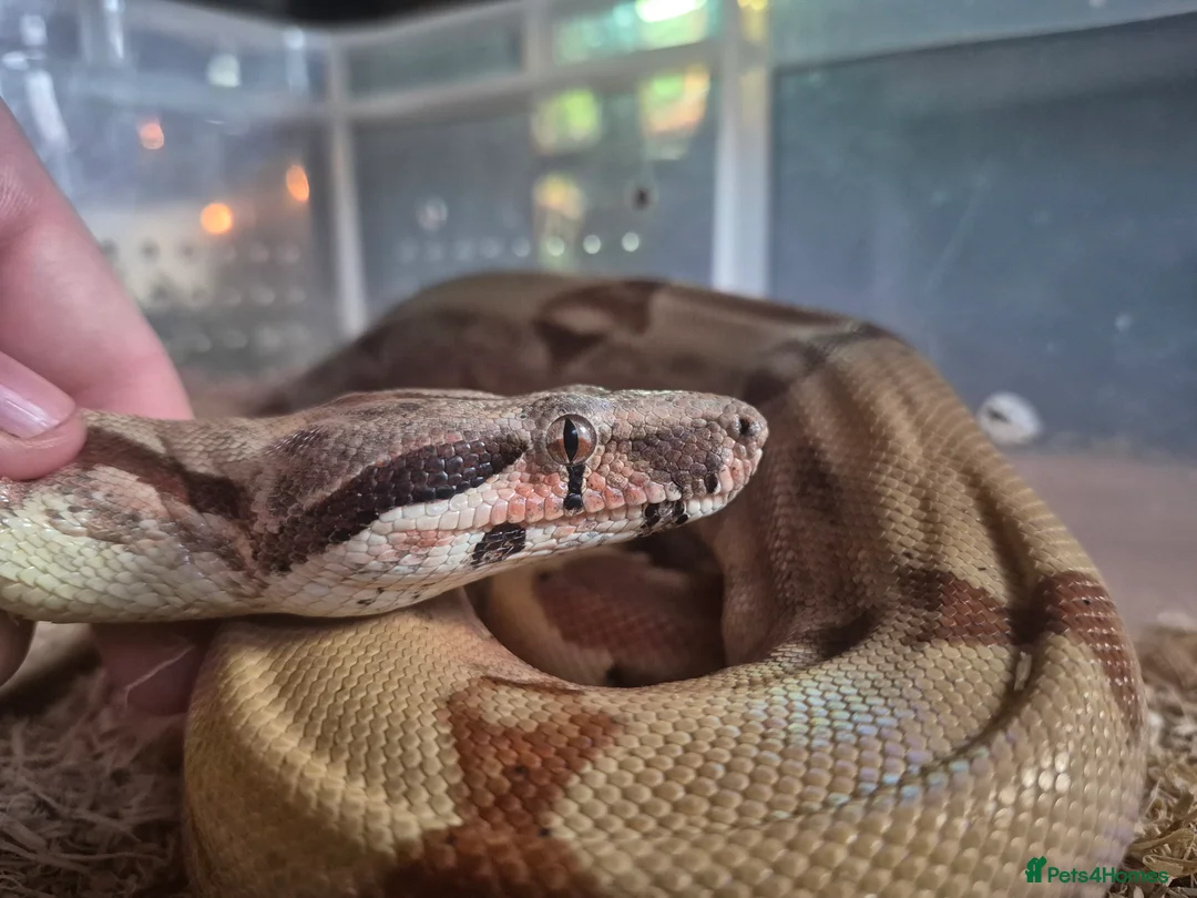 Boa Snake reptiles for sale: Juvenile boa constrictor  - Advert 1
