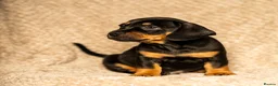 Mixed Breed dogs for sale: French bullwieners  in Cardiff - Advert 10