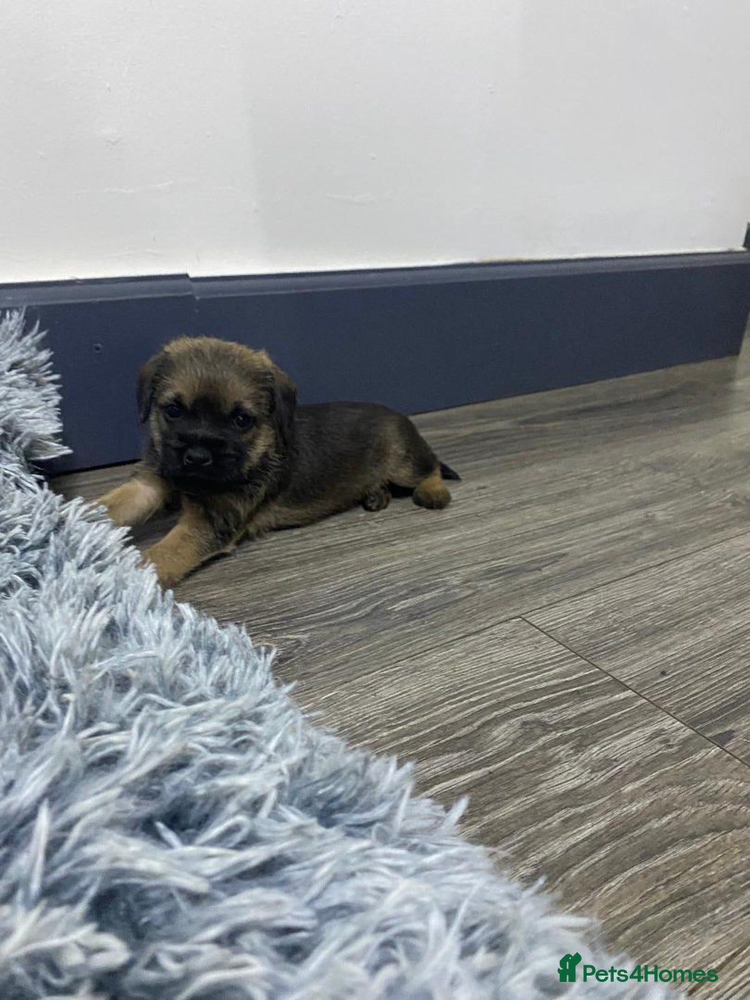 Border Terrier dogs for sale: Beautiful Border Terrier puppies for sale - Advert 14