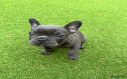 French Bulldog dogs for sale: Frenchies for sale <3 - Image 14