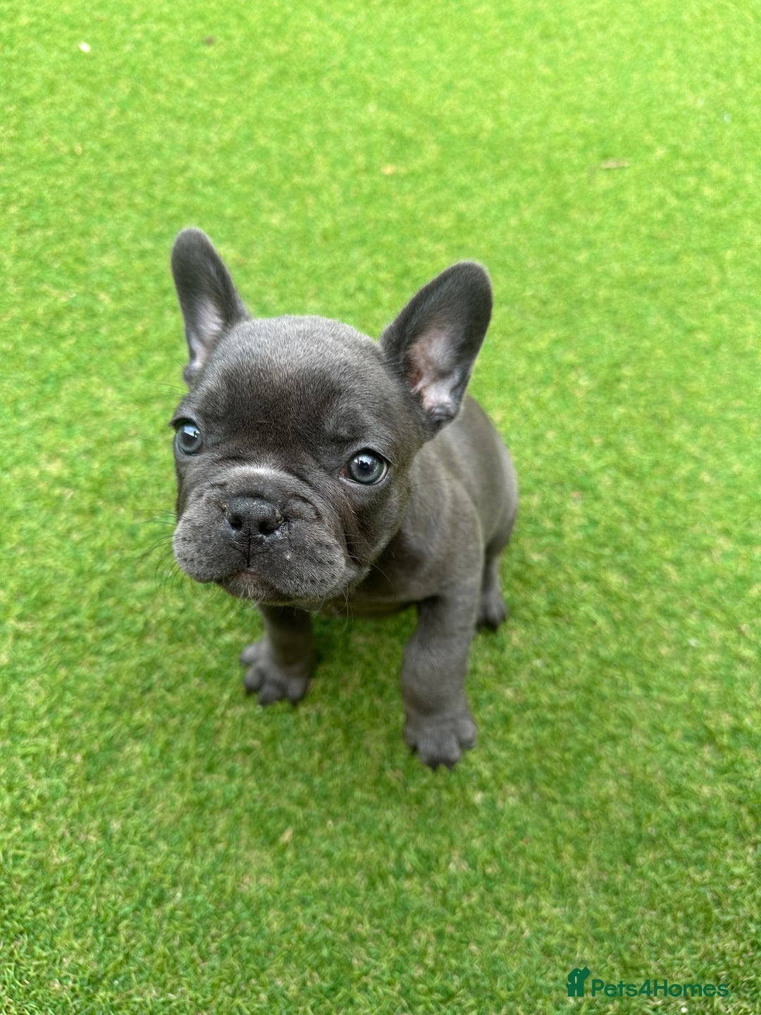 French Bulldog dogs for sale: Frenchies for sale <3 - Image 14
