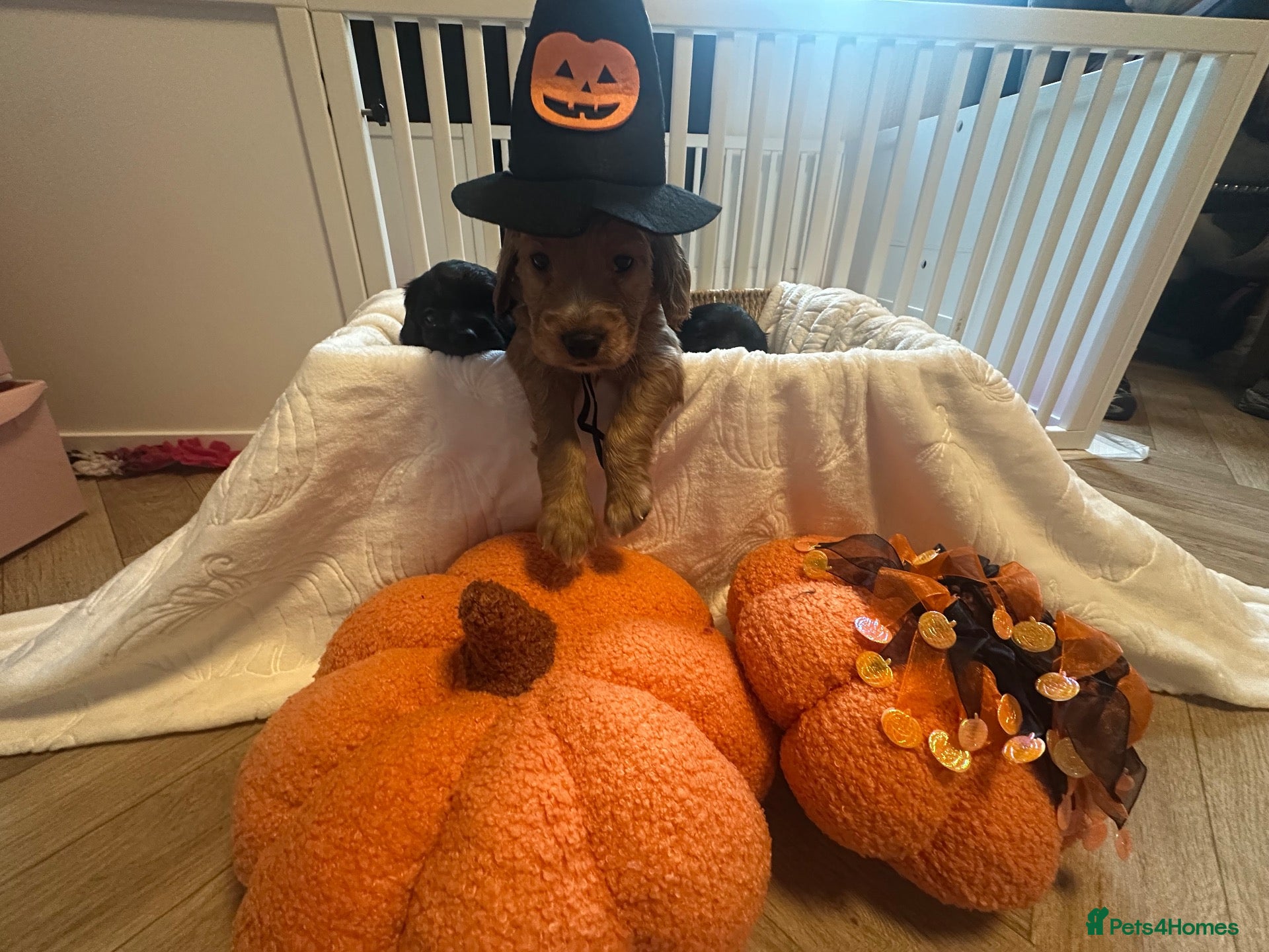 Cockapoo dogs 🐾 GORGEOUS FB1 COCKAPOO PUPPIE 1 boys available  - Advert 3