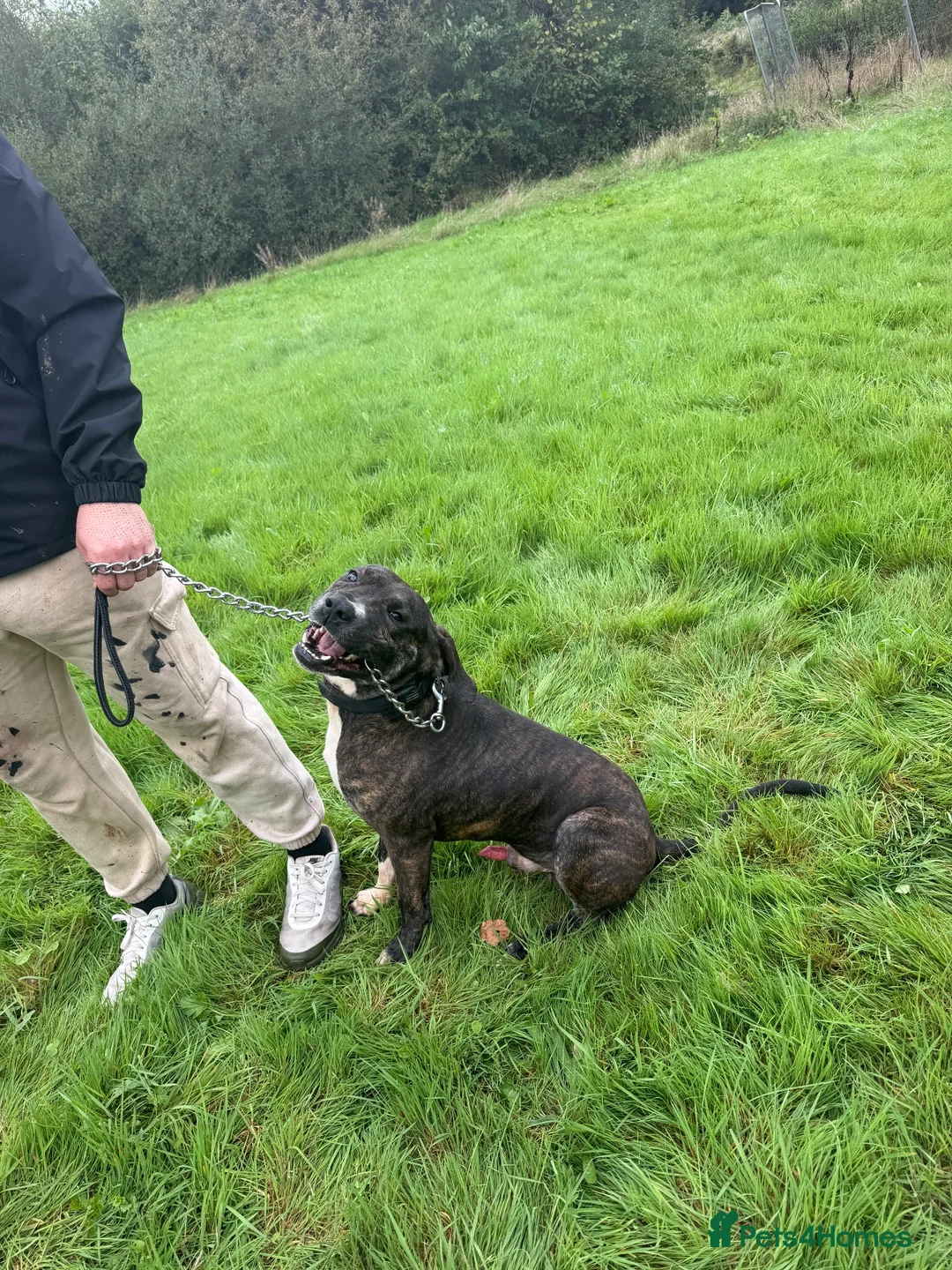 Presa Canario dogs for sale: Presa canario - Advert 1