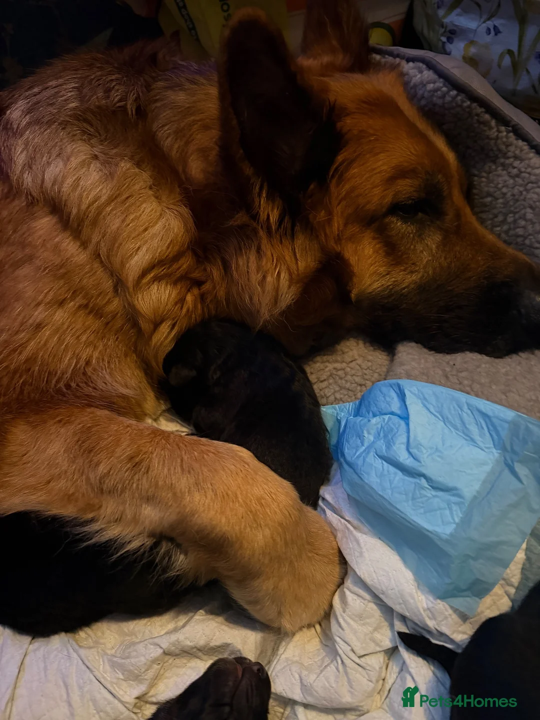 German Shepherd dogs for sale: 🐾 STUNNING GERMAN SHEPHERD PUPPIES FOR SALE** 🐾 - Advert 20
