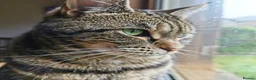 Domestic Shorthair cats for sale: Loving, playful Olive, needs a new home in Perth - Advert 5