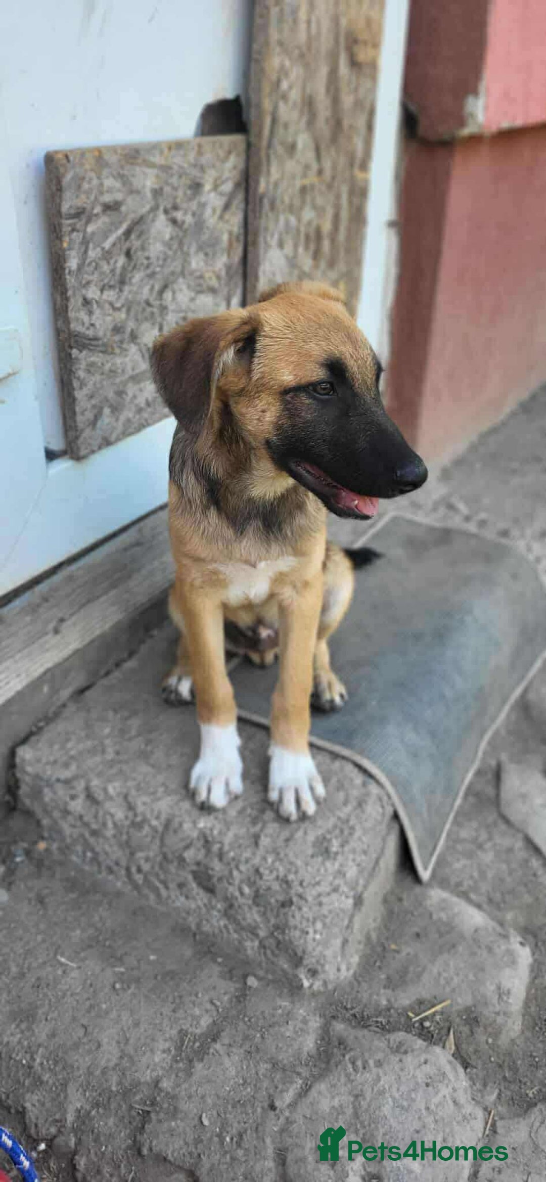 Mixed Breed dogs for adoption: CADBURY 5 months M playful/loves dogs, kids, cats! - Image 3