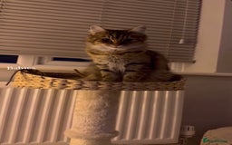 Domestic Shorthair cats for sale: 2 1/2 year old sweet girl  - Advert 7