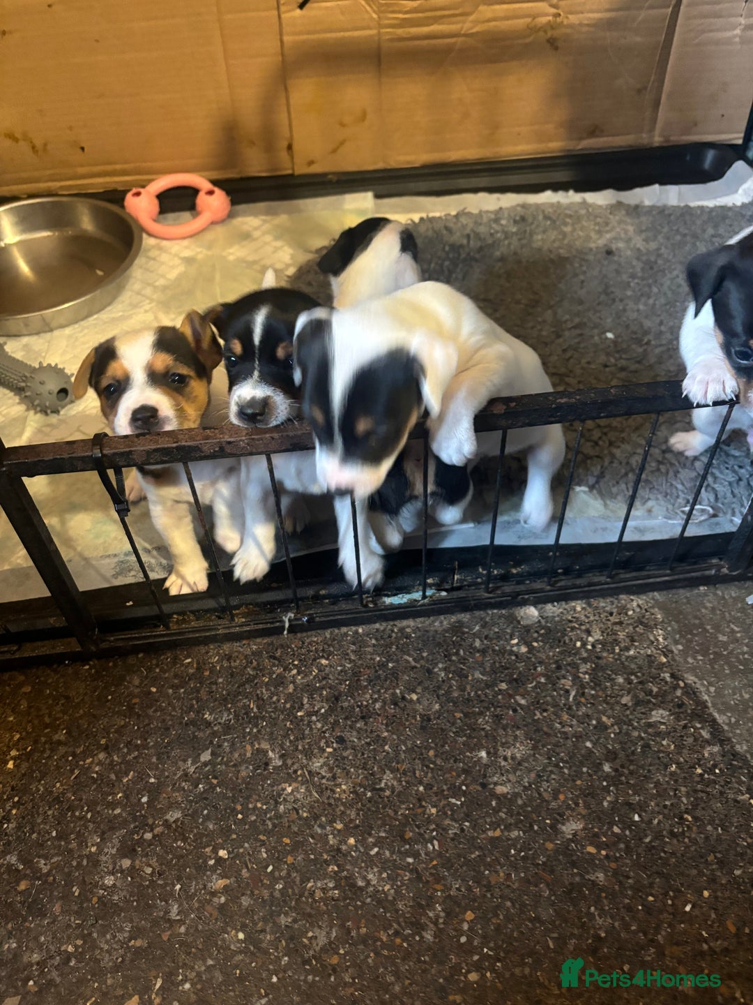 Jack Russell dogs for sale: Beautiful Jack Russell’s  - Image 4