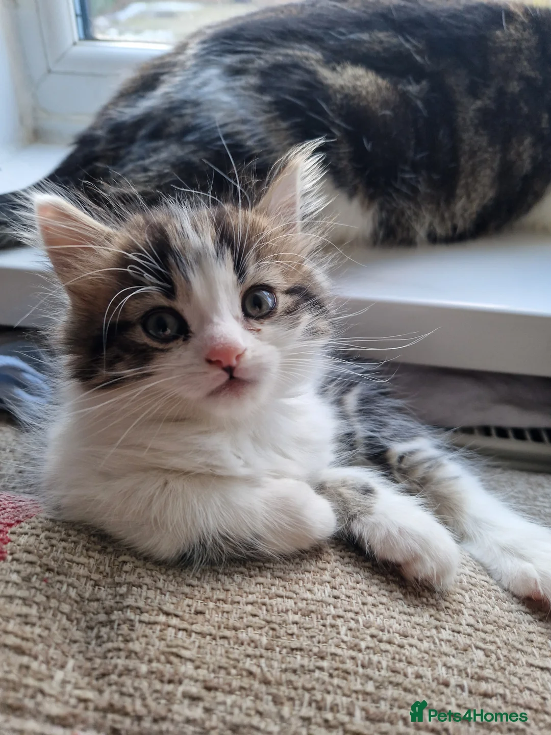 Mixed Breed cats for sale: Two tabby beautiful kittens available Tuesday!  - Advert 3