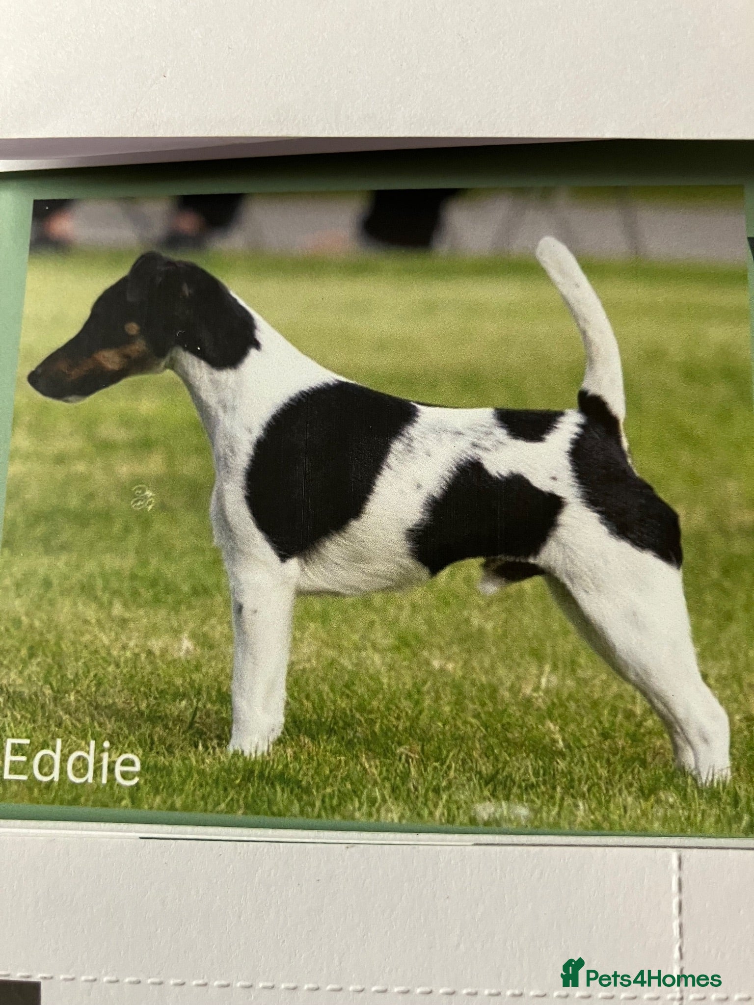 Fox Terrier dogs This young pair require their forever homes. - Advert 1