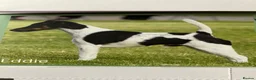 Fox Terrier dogs for sale: This young pair require their forever homes. in Southam - Advert 1