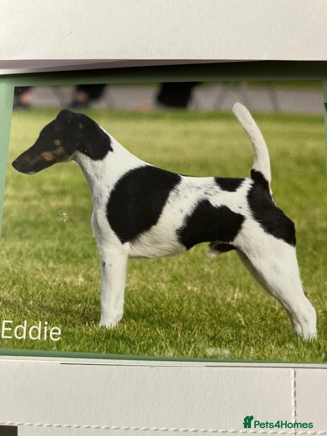 Fox Terrier dogs for sale: This young pair require their forever homes. in Southam - Advert 1