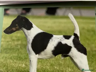 Fox Terrier dogs This young pair require their forever homes. - Advert 3