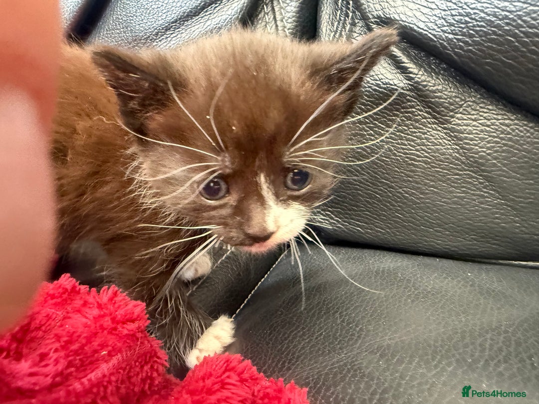 Domestic Shorthair cats for sale: 6 adorable kittens, healthy and playful 😍😻 - Image 11