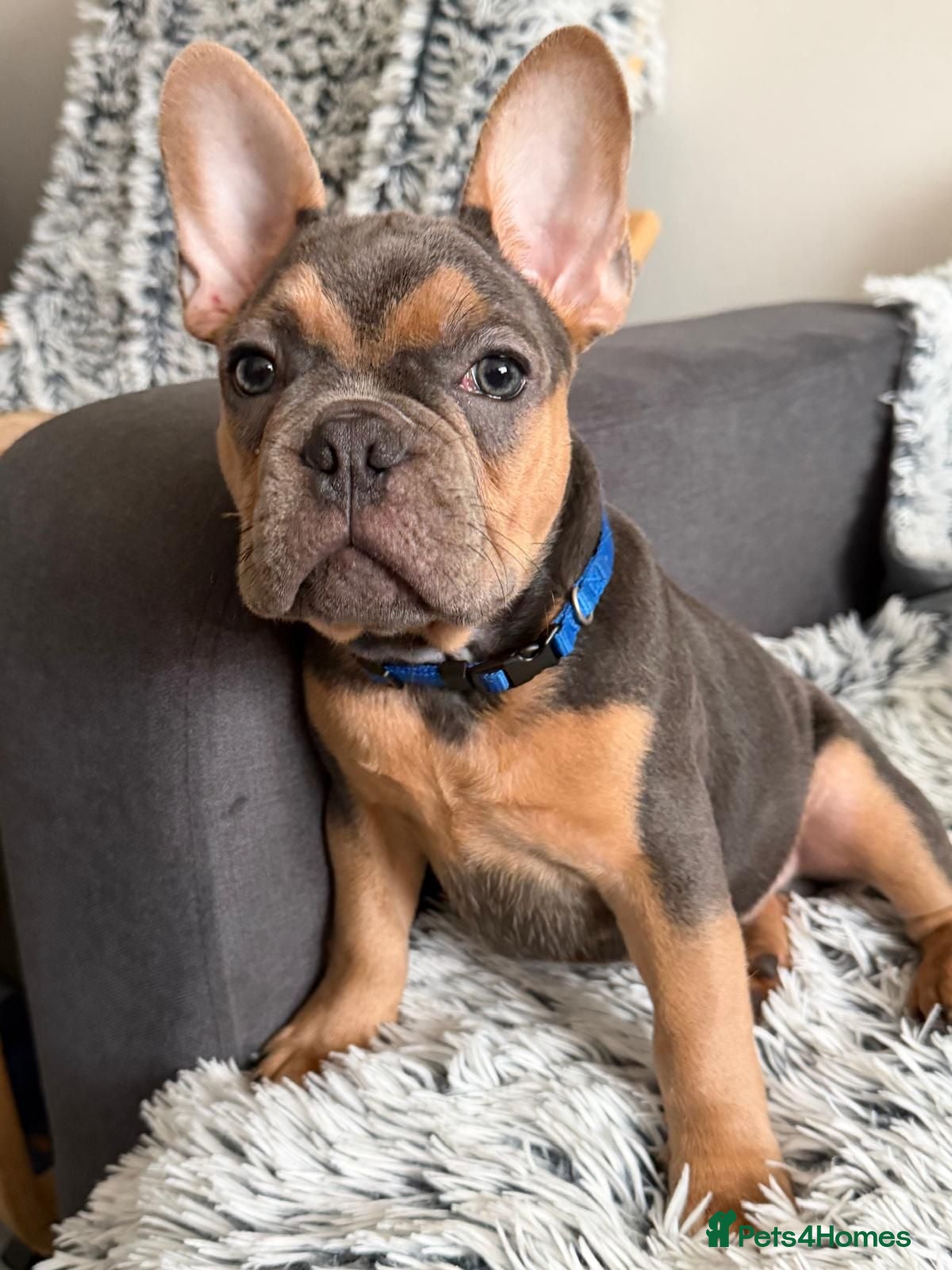 French Bulldog dogs 🐾 Last Blue & Tan Boy - Fully Vaccinated 🐾 - Advert 2